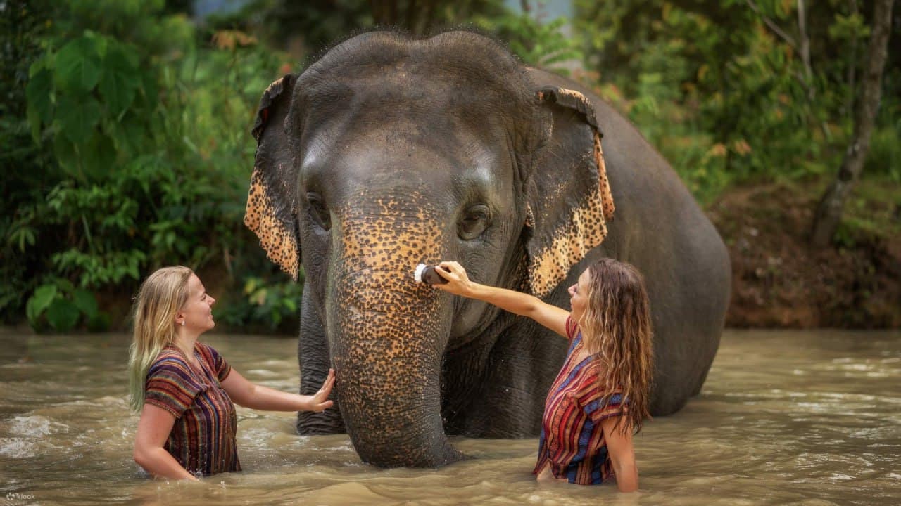 Elephant World